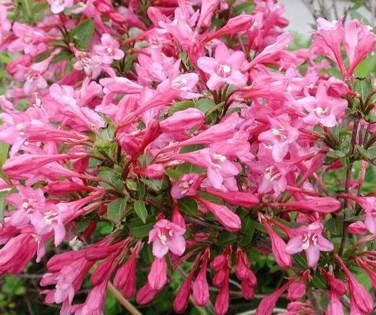Weigela Pink Princess