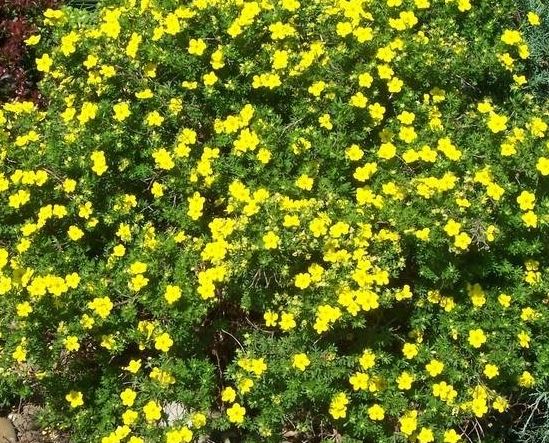 Dasiphora, Shrubby Cinquefoil Dakota Sunspot