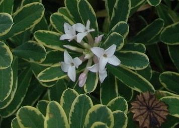 Daphne, Burkwood Daphne Silveredge