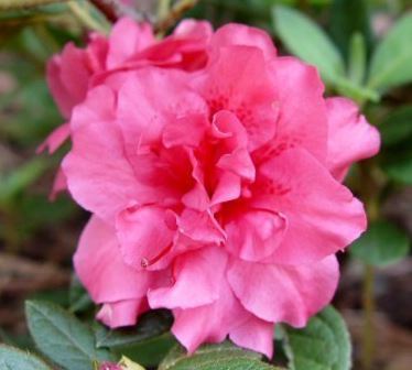 Rhododendron, Encore Azalea Autumn Rouge
