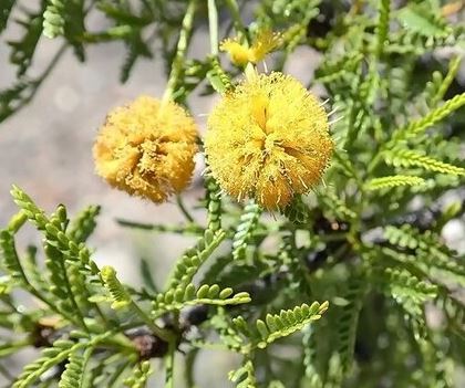 Vachellia Species, Trans-Pecos False Acacia, Varnish Acacia, Viscid Acacia