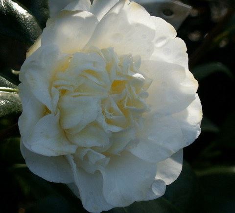 Common Camellia, Japanese Camellia Mansize