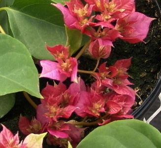 Bougainvillea Double Red