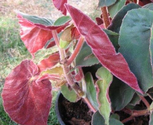 Begonia Cultivar, Shrub Begonia Ramirez