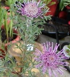 Isopogon Species, Drumsticks, Rose Cone Flower
