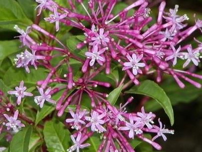 Fuchsia Species, Shrubby Fuchsia, Paniculate Fuchsia