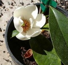 Banana Shrub 'Allspice'