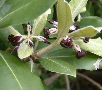 Pittosporum Species, Karo, Stiffleaf Cheesewood