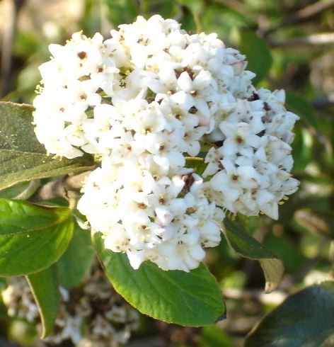 Viburnum Chesapeake