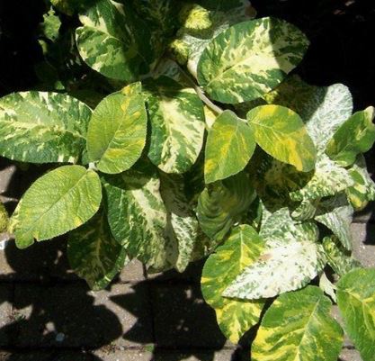 Viburnum, Wayfaringtree Variegatum