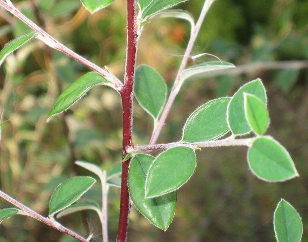 Cotoneaster Species, Wooly Cotoneaster, Silverleaf Cotoneaster