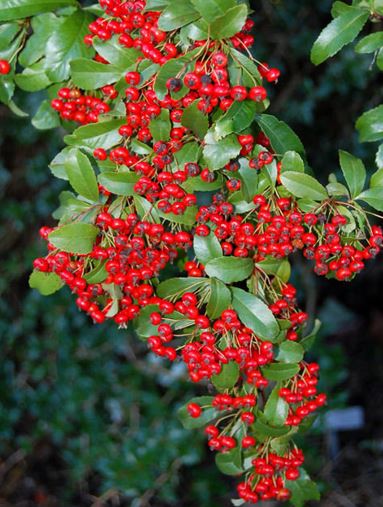 Pyracantha Species, Gibbs Firethorn, Sichuan Firethorn
