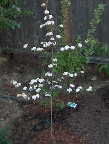 Viburnum, Doublefile Viburnum, Japanese Snowball Bush Kerns Pink