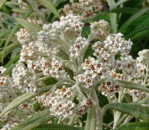 Buddleja Species, Loricata Butterfly Bush, Mountain Sagewood