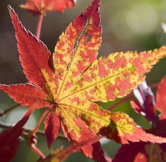 Japanese Maple Karasugawa