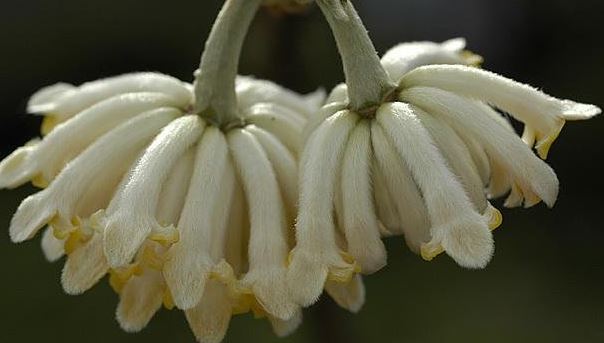 Edgeworthia, Oriental Paper Bush Winter Gold