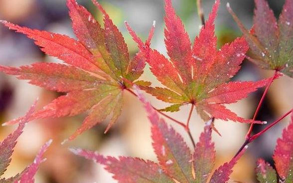 Japanese Maple Kinran