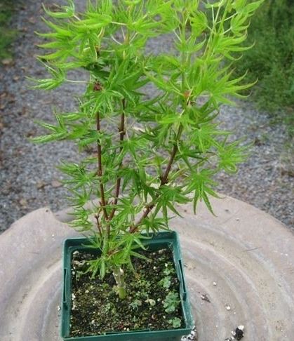 Japanese Maple Kurui jishi
