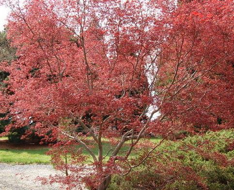 Acer, Japanese Maple Moonfire