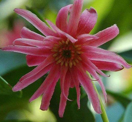 Illicium, Hybrid Anise Tree Woodland Ruby