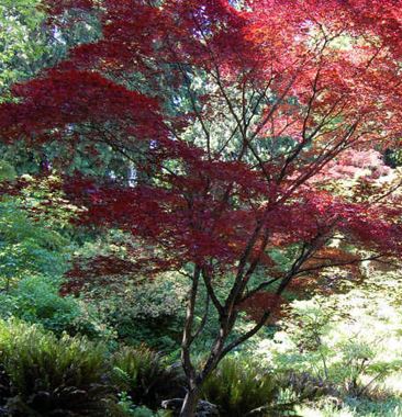 Japanese Maple Nuresagi