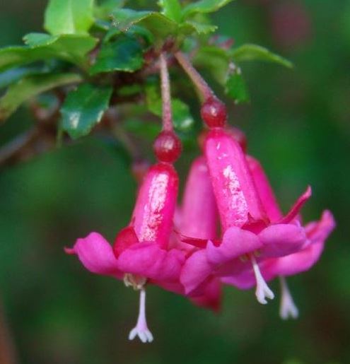 Fuchsia Species, Small Leaf Fuchsia, Ladys Eardrops
