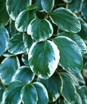 Griselinia, Kapuka, New Zealand Broadleaf Variegata