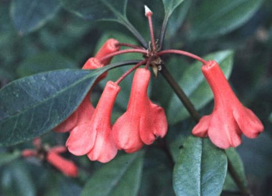 Rhododendron Species, Australian Rhododendron, Vireya Rhododendron