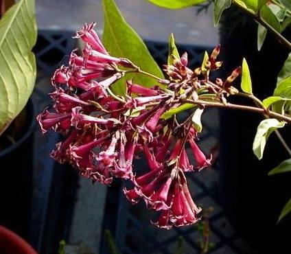 Cestrum, Purple Cestrum Cretan Purple