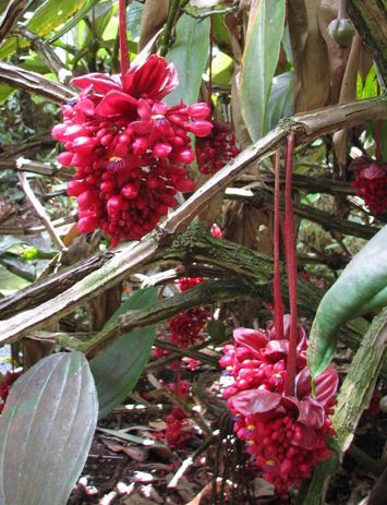 Medinilla Species, Crimson Medinilla