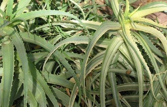 Aloe Variegata