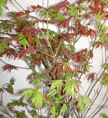 Japanese Maple Ogon sarasa