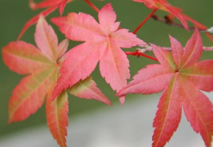 Japanese Maple Shindeshojo