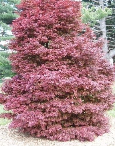 Japanese Maple Skeeters Broom