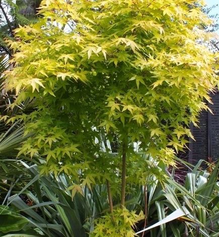 Acer, Japanese Maple Ueno yama