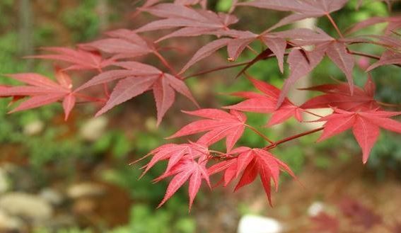 Japanese Maple Yezo nishiki