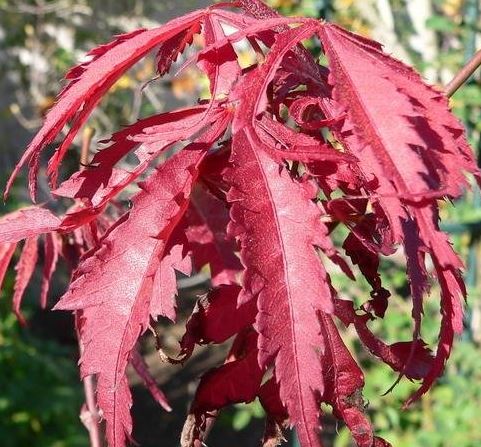 Japanese Maple Sherwood Flame