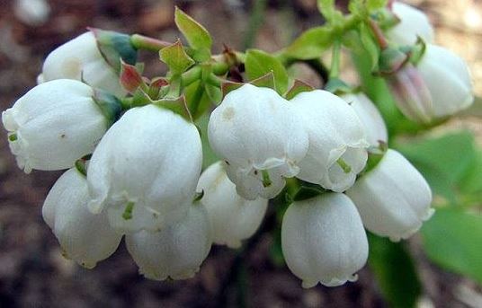 Vaccinium, Highbush Blueberry Jersey