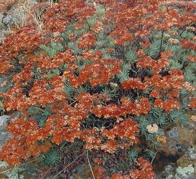 Eriogonum Species, Santa Cruz Island Buckwheat