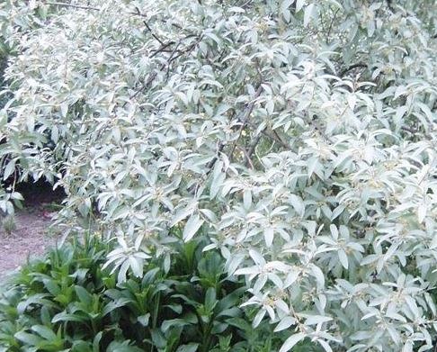 Silver Russian Olive Quicksilver