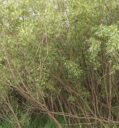 Salix Species, Coyote Willow, Narrowleaf Willow, Sandbar Willow