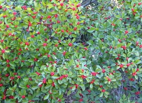 Ilex, Black Alder, Winterberry Holly Red Sprite