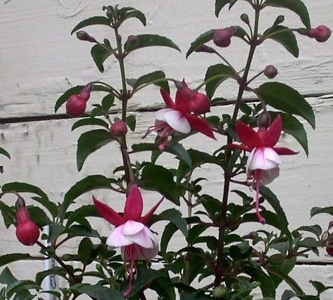 Hardy Fuchsia Santa Claus