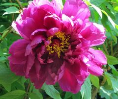 Hybrid suffruticosa, Tree Peony 'Rimpoh'