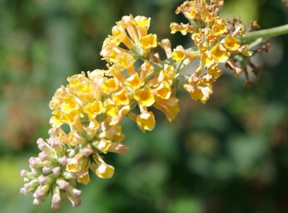 Buddleja, Butterfly Bush Golden Glow