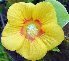 Bakeridesia Species, Canary Tree, Flowering Maple, Indian Mallow, Velvetleaf