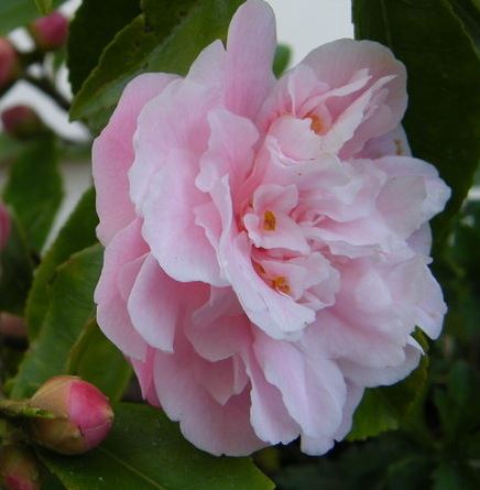 Camellia, Hybrid Camellia Sweet Emily Kate