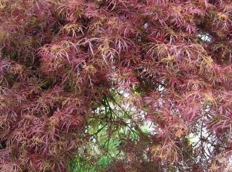 Japanese Maple Baby Lace