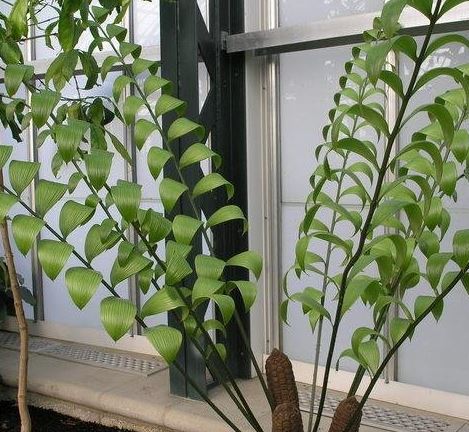 Zamia Species, Cycad, Corrugated Zamia