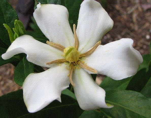 Gardenia, Cape Jasmine, Gandharaj Shooting Star